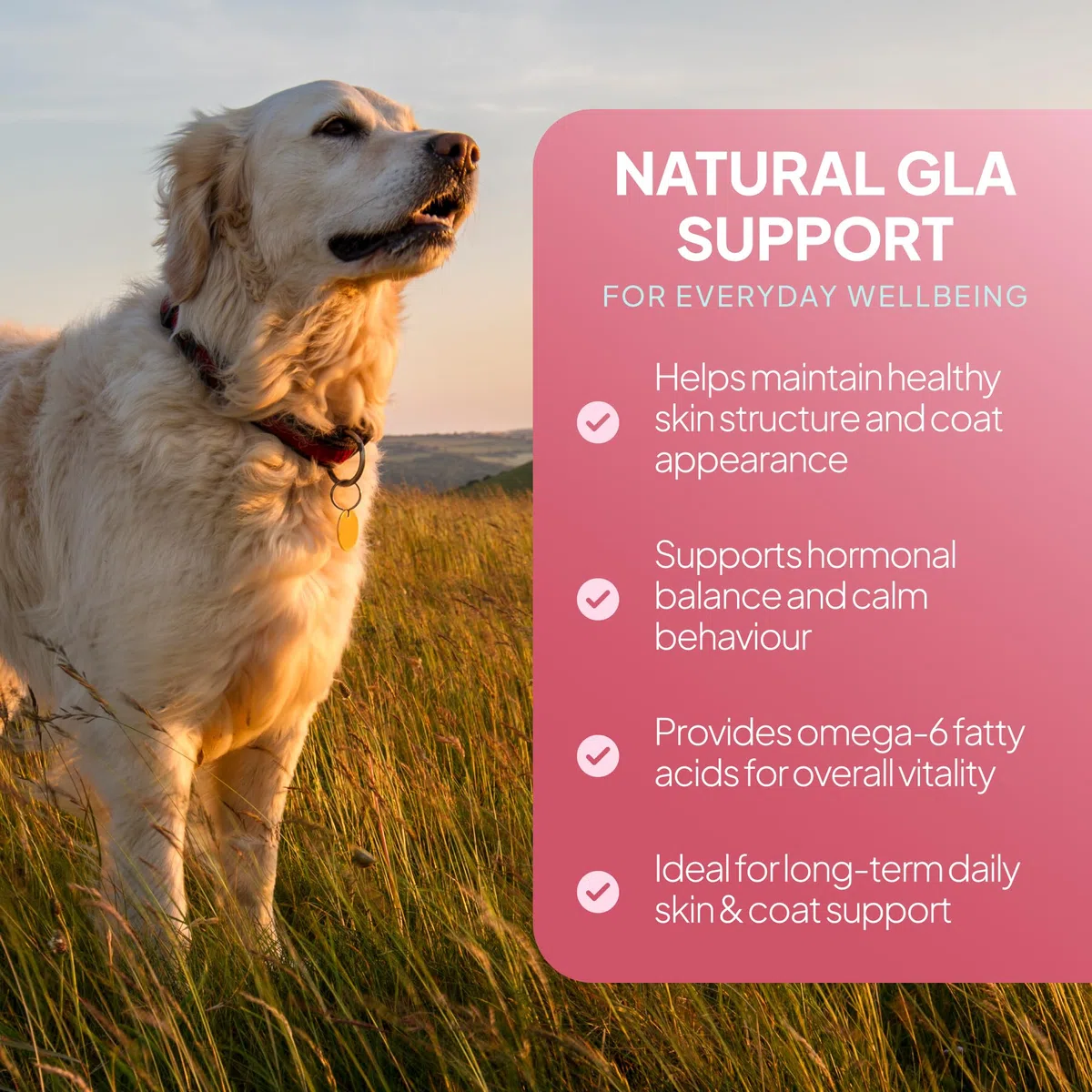 Aceite de Onagra 500mg para Perros - 90 Perlas - VitaPaws